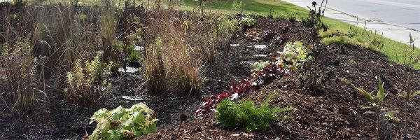 VSECU rain garden in Montpelier, VT. Photo: Colin Brown Rain garden